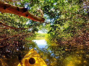 Glide through the Lower Keys' shade-dappled shallows in a kayak, exploring primeval-looking mangrove forests.
